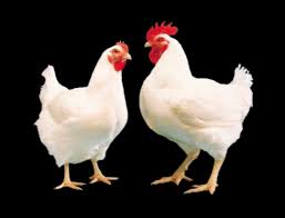 ব্রয়লার মুরগি (লাইভ ওয়েট) -Broiler Chicken (Live Weight)