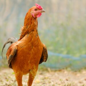 সোনালি মুরগি (লাইভ ওয়েট) -Sonali Chicken (Live Weight)