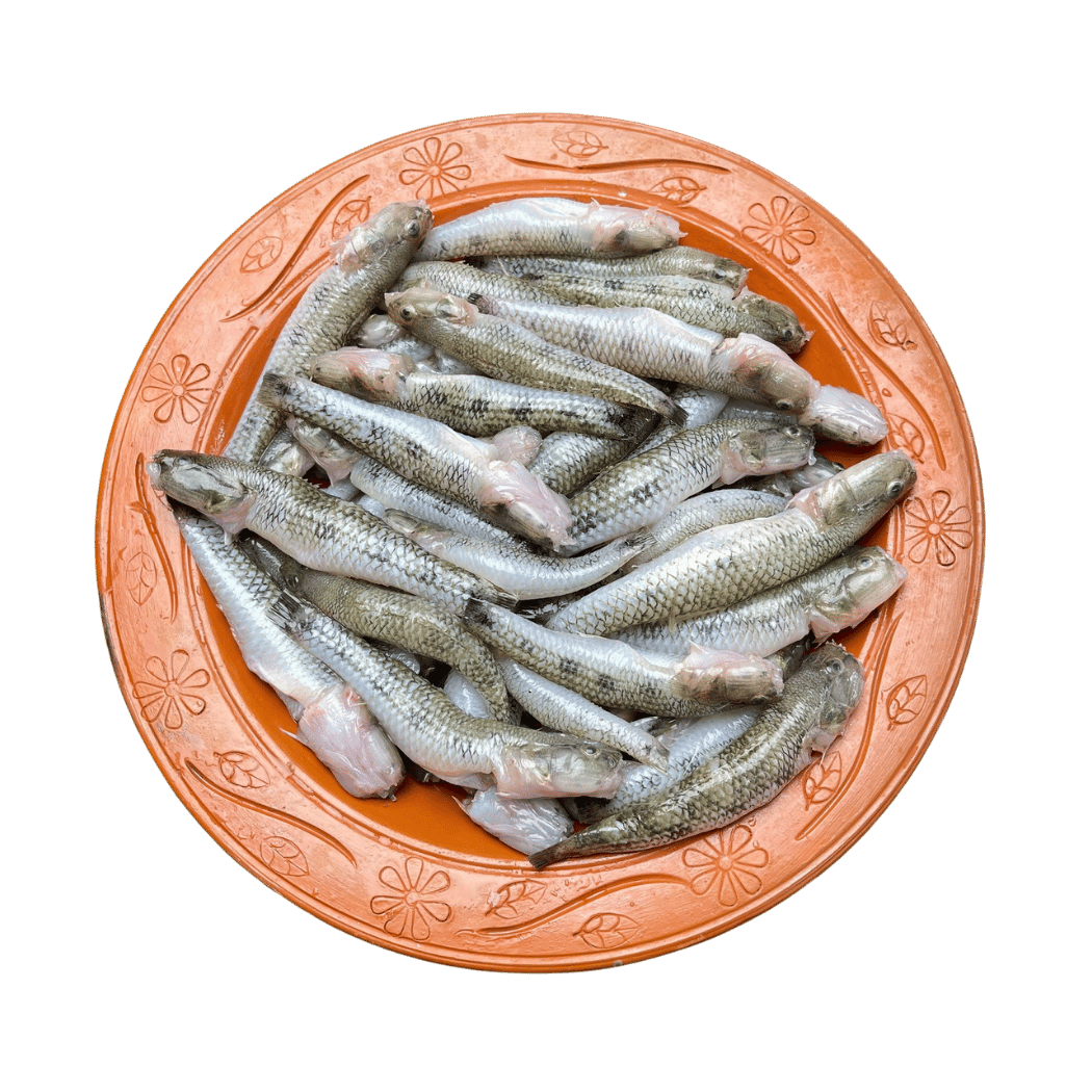 ছোট বেলে মাছ