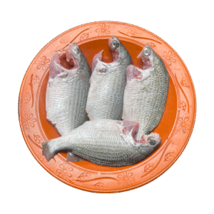 দাতিনা মাছ