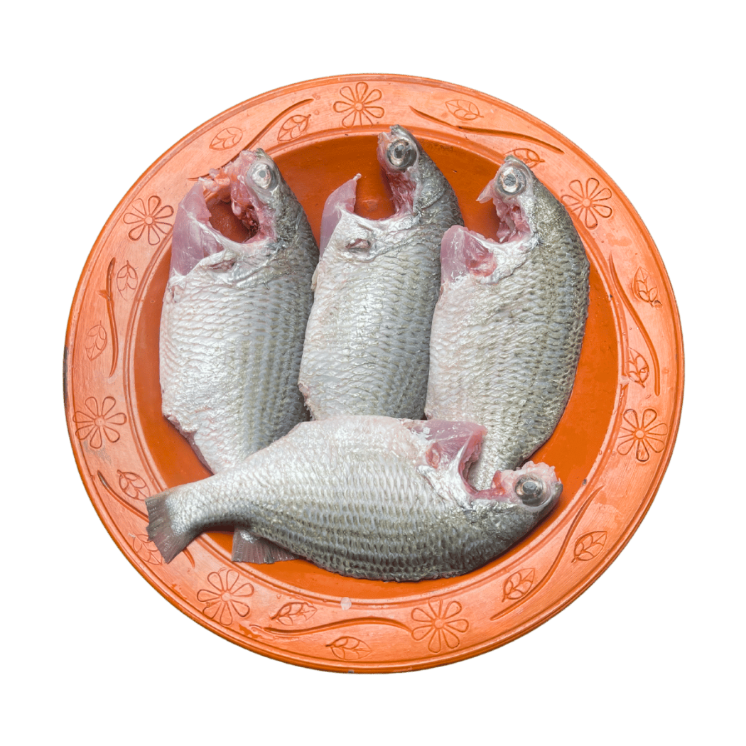 দাতিনা মাছ