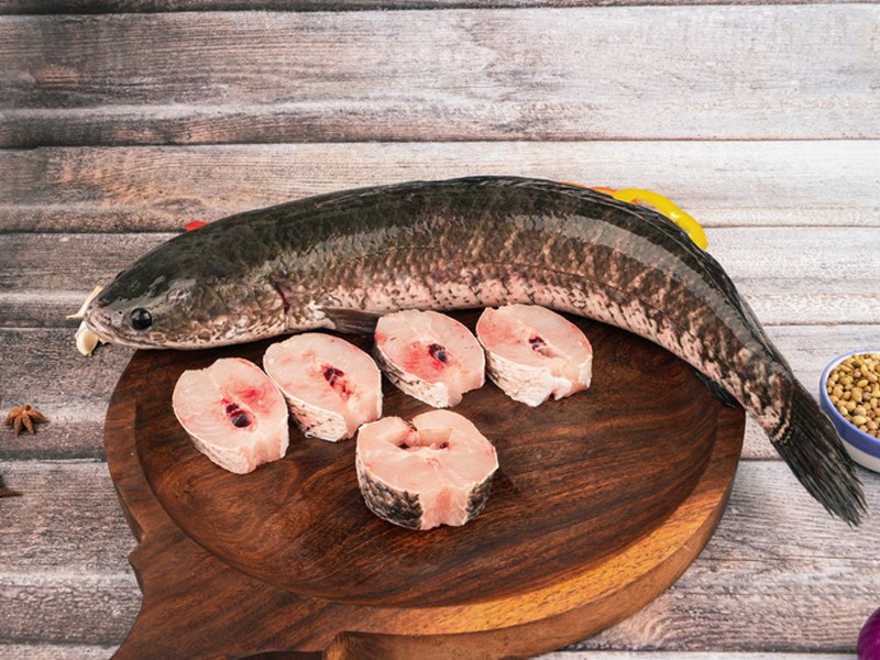 শোল মাছ (৯০০-১১০০ গ্রাম)