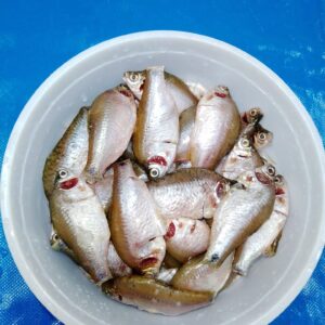 দেশি পুঁটি মাছ (মাঝারি সাইজ)